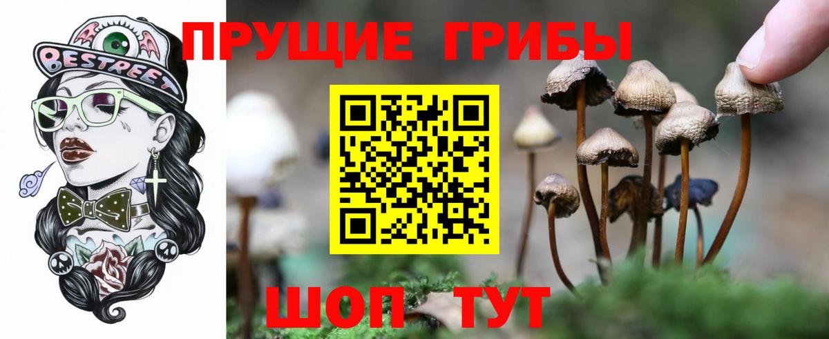 Псилоцибиновые грибы Psilocybine cubensis Пугачёв